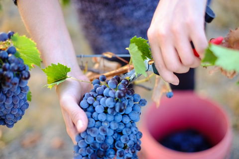 Red Feet Wines - Port Augusta Accommodation 1