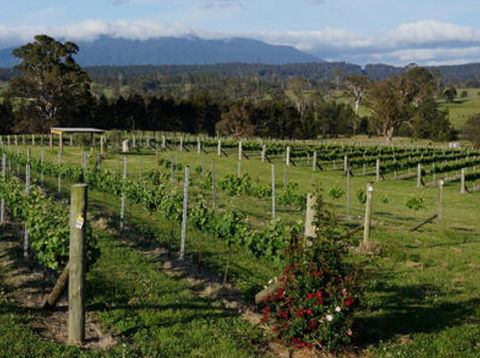 Rusty Fig Wines - Port Augusta Accommodation 2