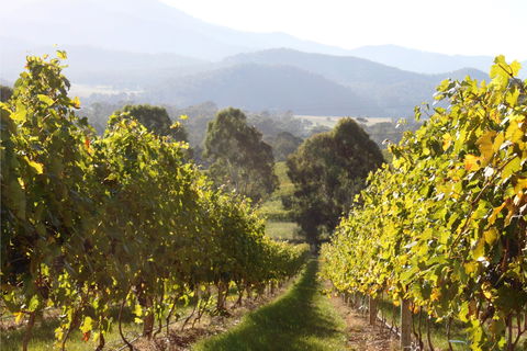 Pizzini Wines King Valley - Port Augusta Accommodation 2