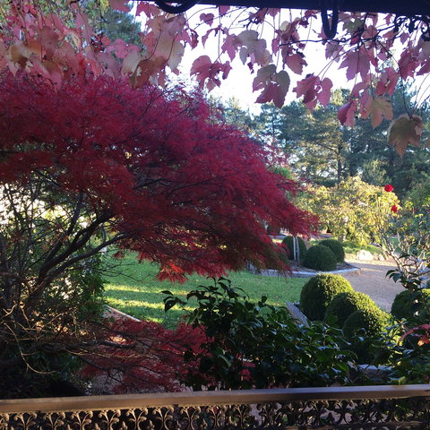 The Scented Rose Garden And Teahouse - Port Augusta Accommodation 1