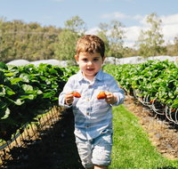 Hillwood Berries Farmgate  Pick Your Own - Port Augusta Accommodation