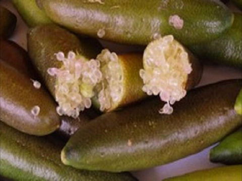 Sandy Creek Olives And Finger Limes - Port Augusta Accommodation 0
