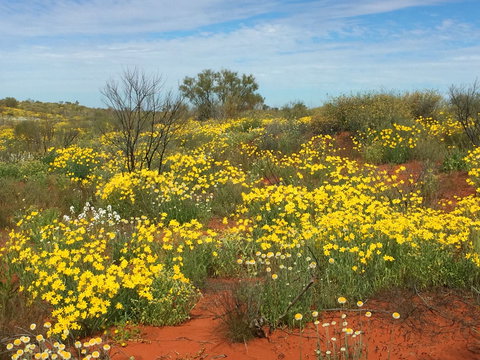 Rollz - Port Augusta Accommodation 0