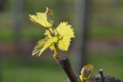 Serengale Vineyard - Port Augusta Accommodation 0