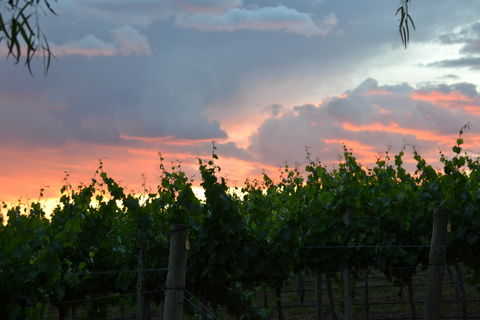 Serengale Vineyard - Port Augusta Accommodation 1