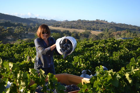 Serengale Vineyard - Port Augusta Accommodation 2