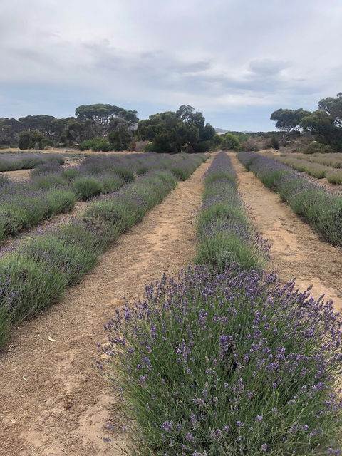 Emu Bay Lavender - Port Augusta Accommodation 4