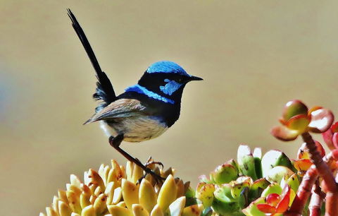 Mercure Kangaroo Island Lodge - Port Augusta Accommodation 39