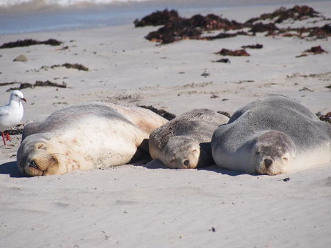 Mercure Kangaroo Island Lodge - Port Augusta Accommodation 43