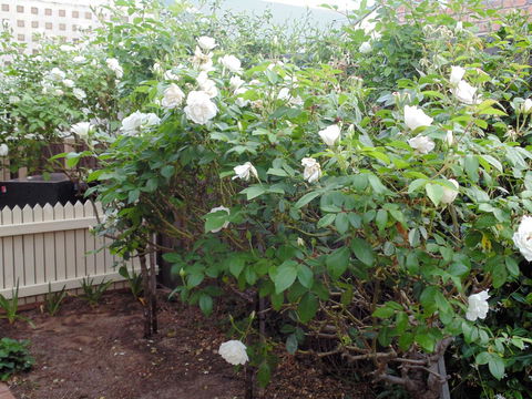 Baronet B & B - Port Augusta Accommodation 18