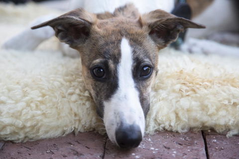 Wayfarers Cottage - Port Augusta Accommodation 17