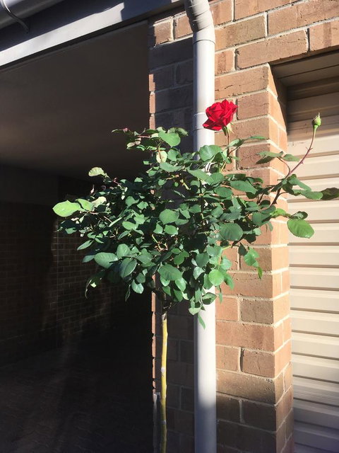 Adelaide Style Accommodation-Close To City-North Adelaide-3 Bdrm- FREE Parking - Port Augusta Accommodation 21
