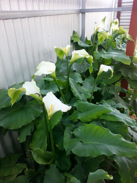 Addies Place Goolwa - Port Augusta Accommodation 11