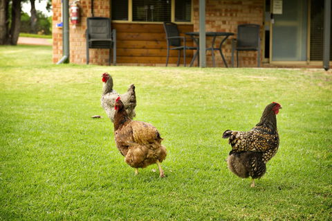 Peppermint Brook Cottages - Port Augusta Accommodation 12