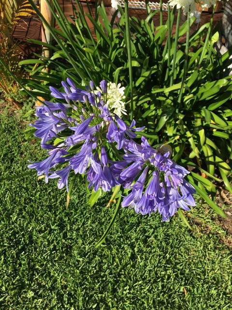 Bella Bali Gardens - Port Augusta Accommodation 21
