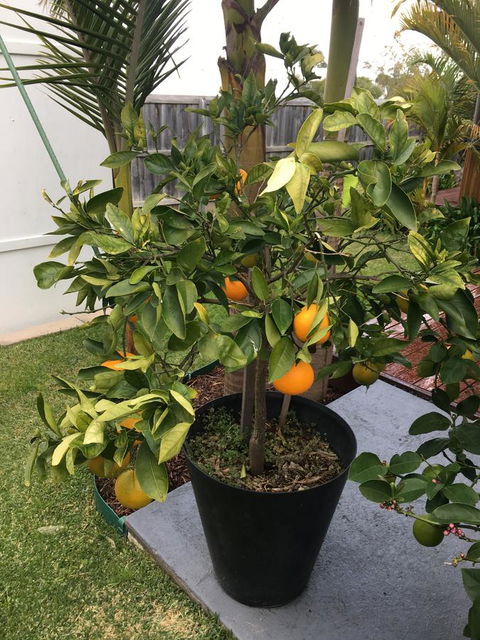 Bella Bali Gardens - Port Augusta Accommodation 24