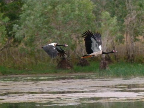 Mercure Kakadu Crocodile - Port Augusta Accommodation 31