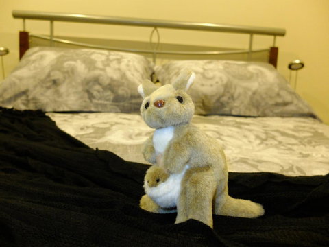 Rock Wallaby - Port Augusta Accommodation 17