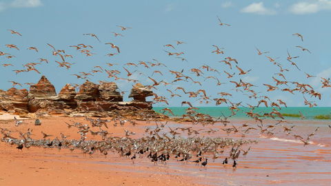 Broome Bird Observatory - Port Augusta Accommodation 1