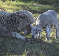 Clandulla Cottages  Farmstay - Port Augusta Accommodation