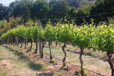Every Man And His Dog Vineyard - Port Augusta Accommodation 2