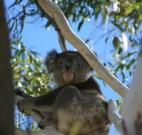 Levi Park Caravan Park - Port Augusta Accommodation