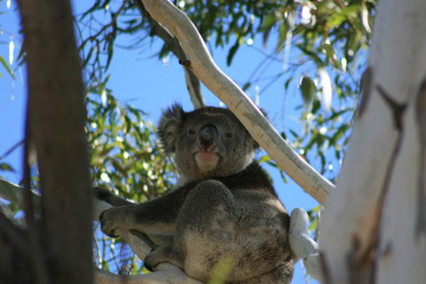 Levi Park Caravan Park - Port Augusta Accommodation 0