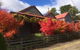 Maple Daylesford - thumb 2