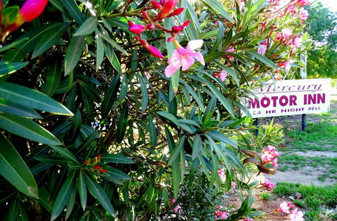Mercury Motor Inn - Port Augusta Accommodation 0