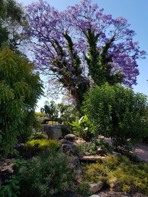 Jacaranda Hideaway Bed & Breakfast - Port Augusta Accommodation 10