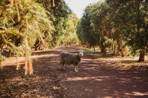 Margaret River Holiday Cottages - Port Augusta Accommodation 21