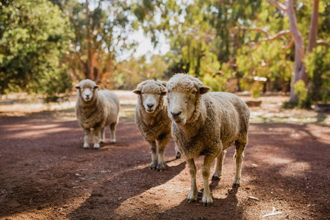 Margaret River Holiday Cottages - Port Augusta Accommodation 15