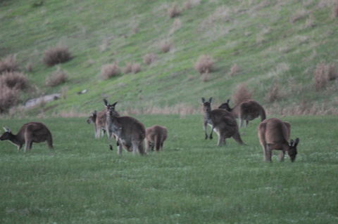 The Farmhouse - Port Augusta Accommodation 14