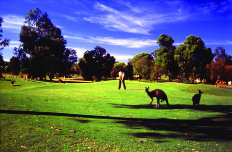 Novotel Vines Resort Swan Valley - Port Augusta Accommodation 3