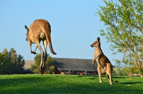 Novotel Vines Resort Swan Valley - Port Augusta Accommodation 8