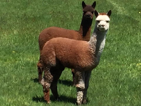 Raynella Alpaca Farmstay - Port Augusta Accommodation 3