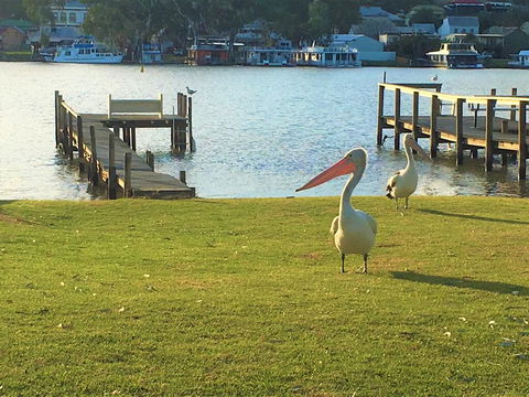 Riverfront Getaway - Mannum - Port Augusta Accommodation 0
