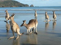 Book Seaforth Accommodation Vacations Port Augusta Accommodation Port Augusta Accommodation
