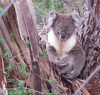 Stringybark Hills Retreat - Port Augusta Accommodation