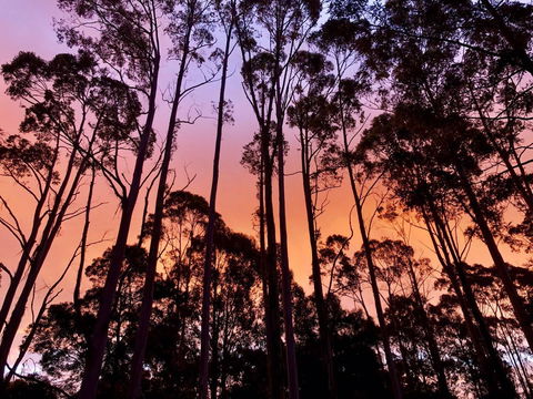 Lemonthyme Wilderness Retreat - Port Augusta Accommodation 8