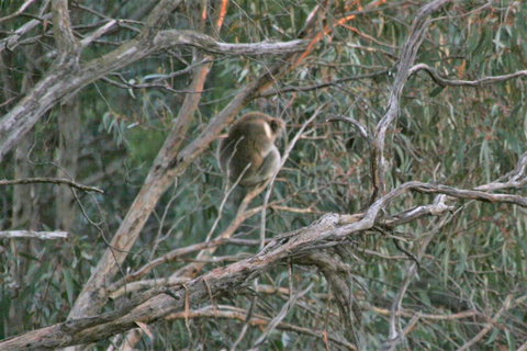 Tangenong Cottages - Port Augusta Accommodation 8