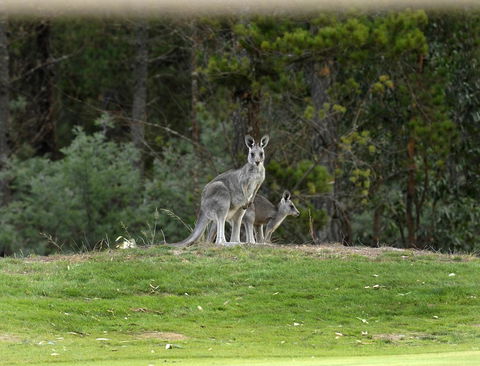 RACV Goldfields Resort - Port Augusta Accommodation 20