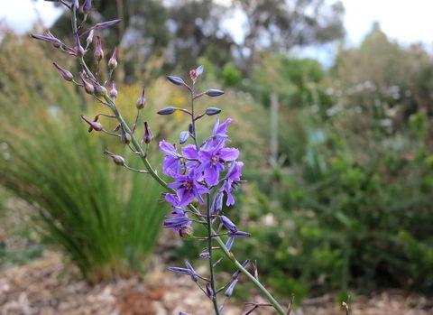 The Chocolate Lily Bed & Breakfast - Port Augusta Accommodation 3