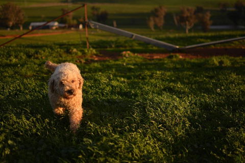 Wantana Cottage Farmstay - Port Augusta Accommodation 1