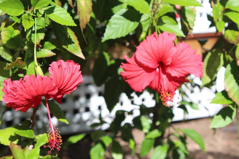 Amaroo On Mandalay, Magnetic Island - Port Augusta Accommodation 35