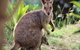 Amaroo On Mandalay, Magnetic Island - thumb 26