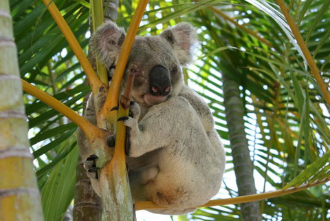Amaroo On Mandalay, Magnetic Island - Port Augusta Accommodation 44
