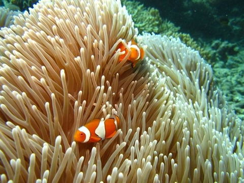 Port Douglas Retreat - Port Augusta Accommodation 16