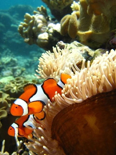 Port Douglas Retreat - Port Augusta Accommodation 12