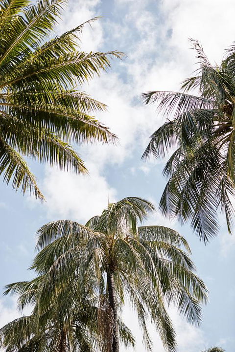 Novotel Cairns Oasis Resort - Port Augusta Accommodation 9